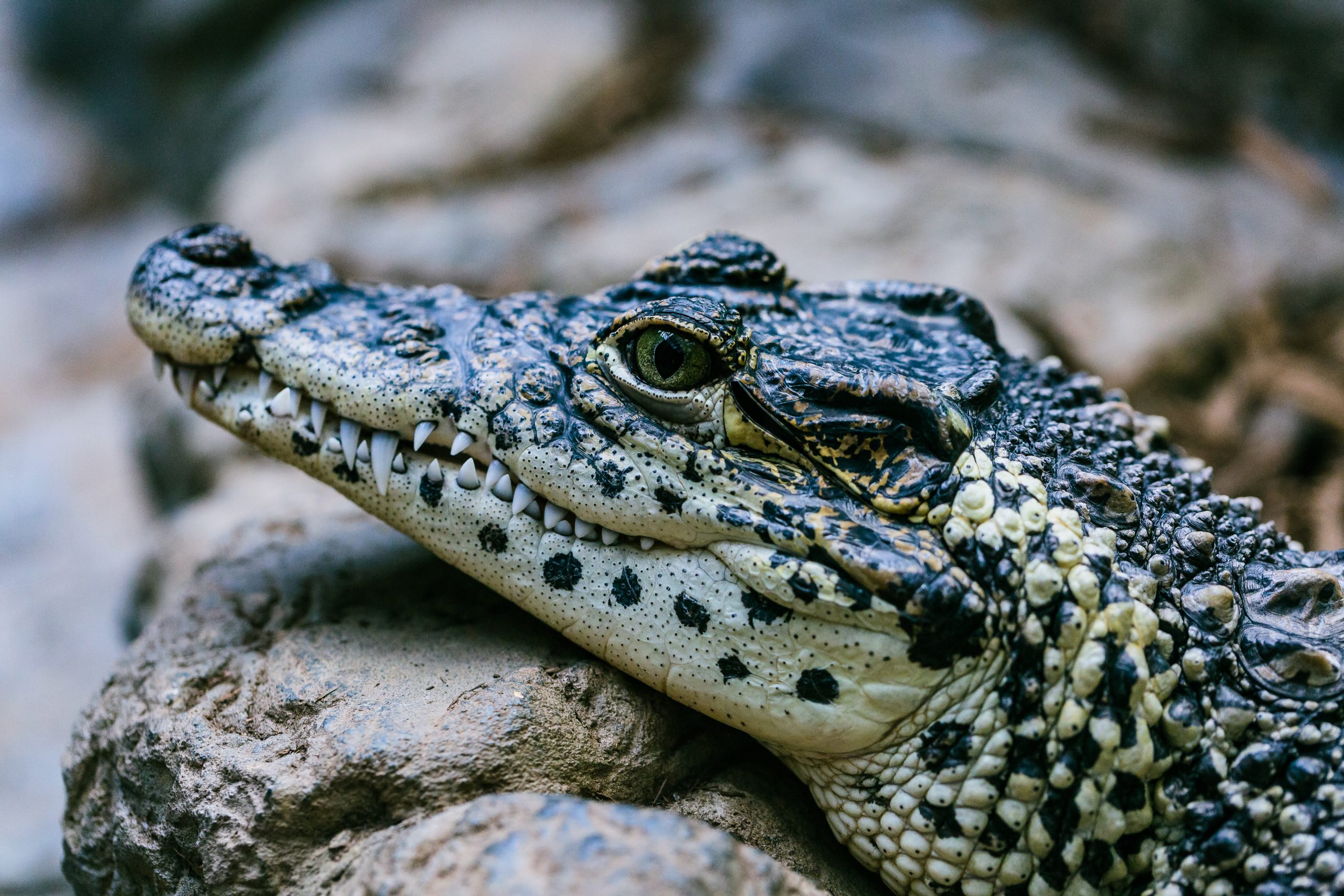 kyaw-tun-CY7STZZmB40-unsplash