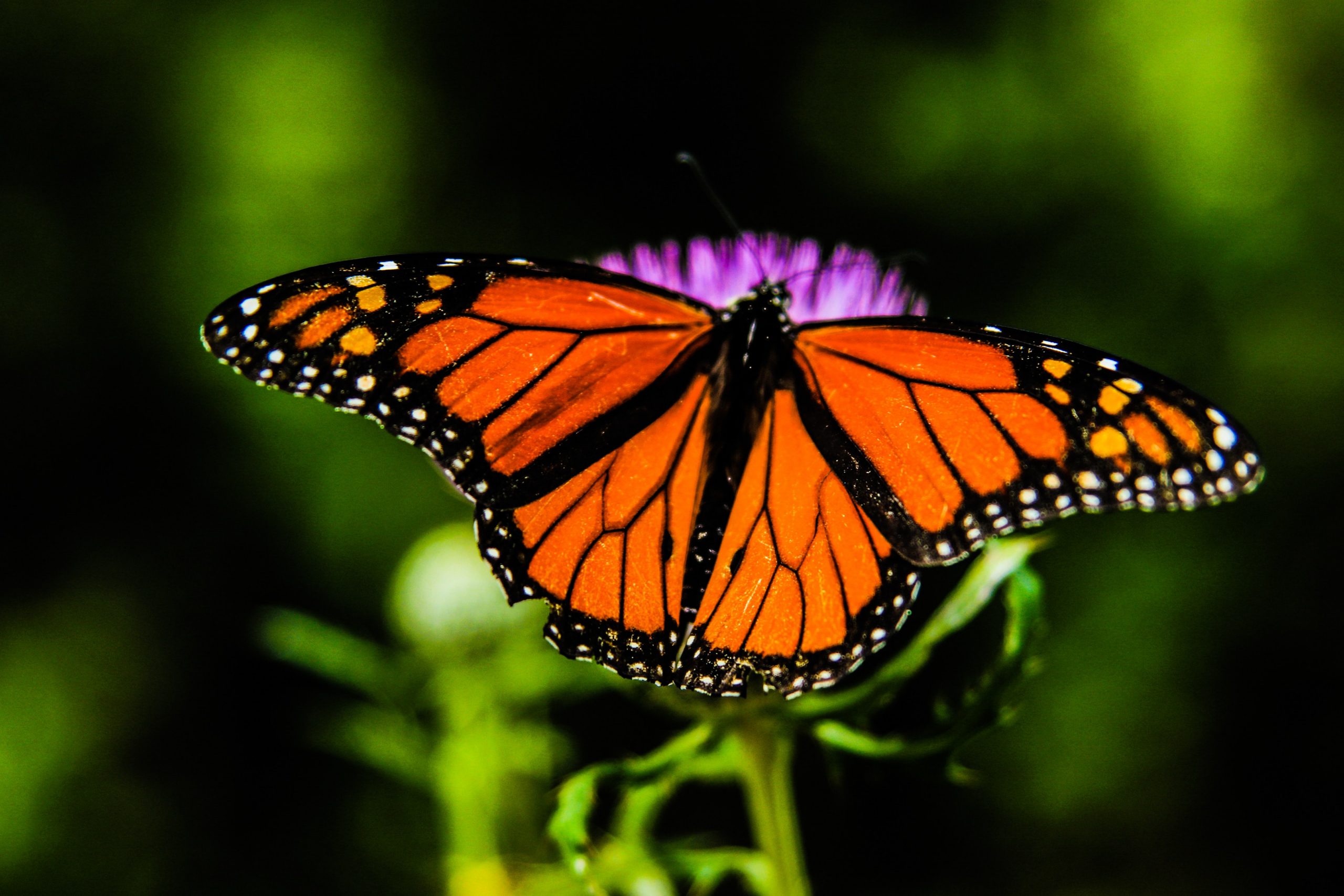 sean-stratton-lTE8p6u0b1Y-unsplash