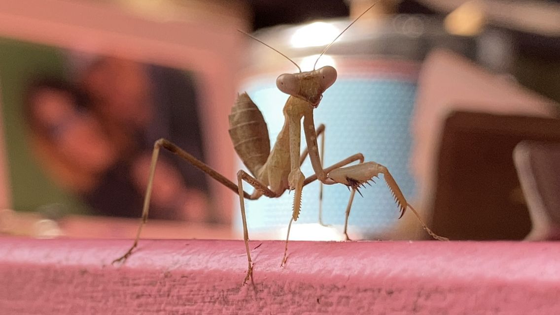 טוטם גמל שלמה